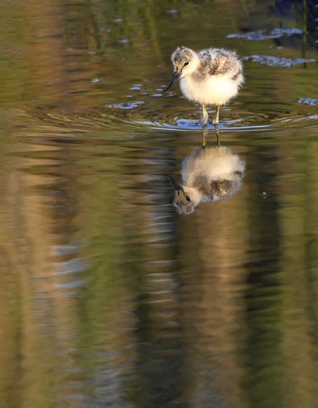 Avocette Elegante